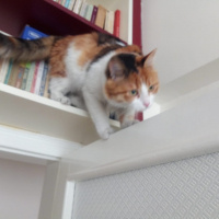 Tekir Kedi, Kedi  Zilli fotoğrafı