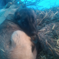 Aksaray Malaklısı, Köpek  Karabaş fotoğrafı