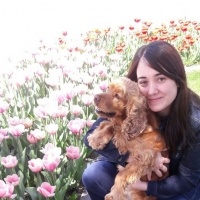 Amerikan Cocker Spaniel, Köpek  Tarçın fotoğrafı