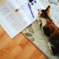 Tekir Kedi, Kedi  Karamel  fotoğrafı