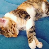 Tekir Kedi, Kedi  Karamel  fotoğrafı
