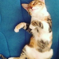 Tekir Kedi, Kedi  Karamel  fotoğrafı
