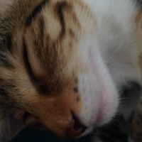Tekir Kedi, Kedi  Karamel  fotoğrafı
