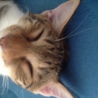 Tekir Kedi, Kedi  Karamel  fotoğrafı