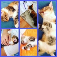 Tekir Kedi, Kedi  Karamel  fotoğrafı