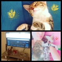 Tekir Kedi, Kedi  Karamel  fotoğrafı