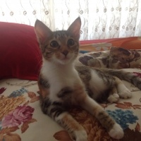Tekir Kedi, Kedi  Karamel  fotoğrafı