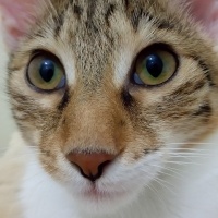 Tekir Kedi, Kedi  Karamel  fotoğrafı