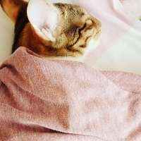 Tekir Kedi, Kedi  Karamel  fotoğrafı