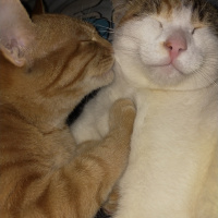 Tekir Kedi, Kedi  Merlin fotoğrafı