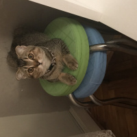 Scottish Fold, Kedi  Mıncır fotoğrafı