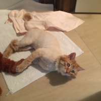 Sarman, Kedi  Cookie fotoğrafı