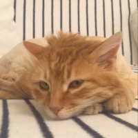 Sarman, Kedi  Cookie fotoğrafı