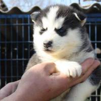 Sibirya Kurdu (Husky), Köpek  efe fotoğrafı