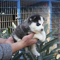 Sibirya Kurdu (Husky), Köpek  efe fotoğrafı