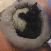 Bombay, Kedi  Smoothie fotoğrafı