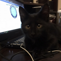 Bombay, Kedi  Smoothie fotoğrafı