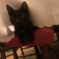 Bombay, Kedi  Smoothie fotoğrafı