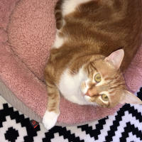 Sarman, Kedi  Ponçik fotoğrafı
