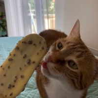 Sarman, Kedi  Ponçik fotoğrafı