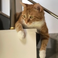 Sarman, Kedi  Ponçik fotoğrafı