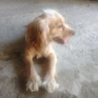 Amerikan Cocker Spaniel, Köpek  Cookie fotoğrafı