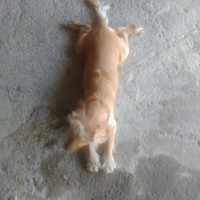 Amerikan Cocker Spaniel, Köpek  Cookie fotoğrafı