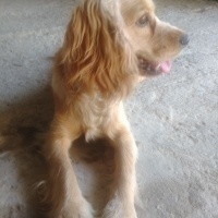 Amerikan Cocker Spaniel, Köpek  Cookie fotoğrafı