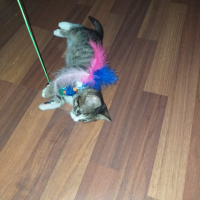 Tekir Kedi, Kedi  şanslı fotoğrafı