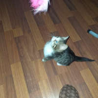 Tekir Kedi, Kedi  şanslı fotoğrafı