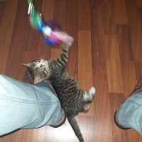 Tekir Kedi, Kedi  şanslı fotoğrafı