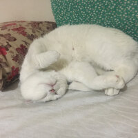 British Shorthair, Kedi  sütlaç fotoğrafı