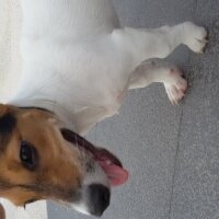 Jack Russell Terrier, Köpek  Hayat fotoğrafı