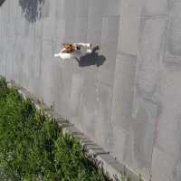 Jack Russell Terrier, Köpek  Hayat fotoğrafı