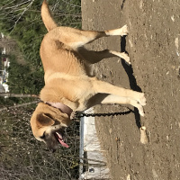 Kangal, Köpek  Fındık fotoğrafı