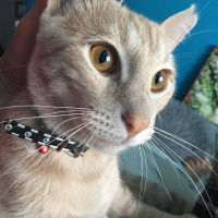 Tekir Kedi, Kedi  Tarçın fotoğrafı
