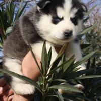 Sibirya Kurdu (Husky), Köpek  mişa fotoğrafı