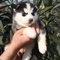 Sibirya Kurdu (Husky), Köpek  mişa fotoğrafı