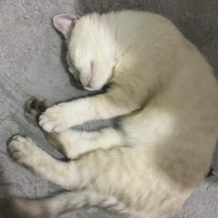 British Shorthair, Kedi  Prenses fotoğrafı