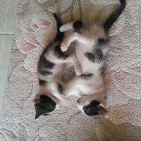 Ankara Kedisi, Kedi  Minnoş ile çirkin  fotoğrafı