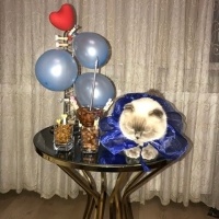 Scottish Fold, Kedi  Lena fotoğrafı