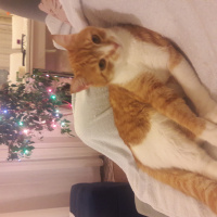 Sarman, Kedi  Vincent fotoğrafı