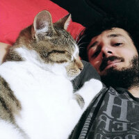 Tekir Kedi, Kedi  Misket fotoğrafı