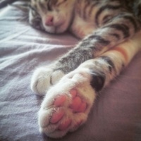 Tekir Kedi, Kedi  Paris ile Mıncır sıcak yuvalarını arıyor  fotoğrafı