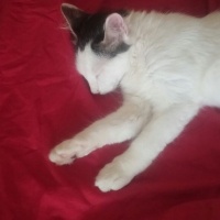 Tekir Kedi, Kedi  Paris ile Mıncır sıcak yuvalarını arıyor  fotoğrafı