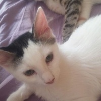 Tekir Kedi, Kedi  Paris ile Mıncır sıcak yuvalarını arıyor  fotoğrafı