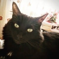 Bombay, Kedi  Lucy  fotoğrafı