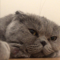 Scottish Fold, Kedi  Kül fotoğrafı