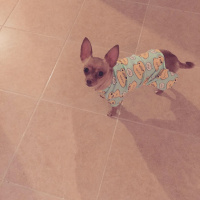 Chihuahua, Köpek  Tekila fotoğrafı