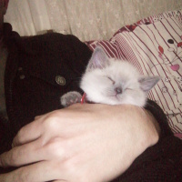 British Shorthair, Kedi  Balım fotoğrafı